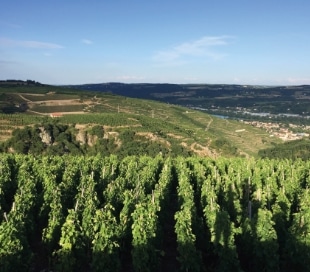 Im Modul 4 der Ausbildung für Servicekräfte geht es um die Weinbaugebiete Europas